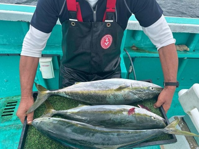 ワラサ(ブリ)・イナワラ(ブリ)