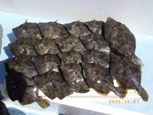 カワハギ