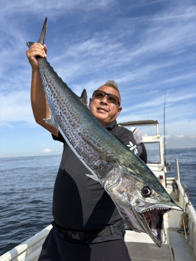 サゴシ(サワラ)