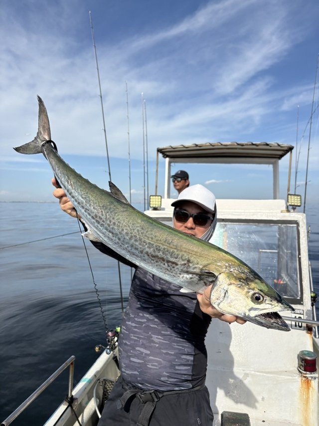 サゴシ(サワラ)