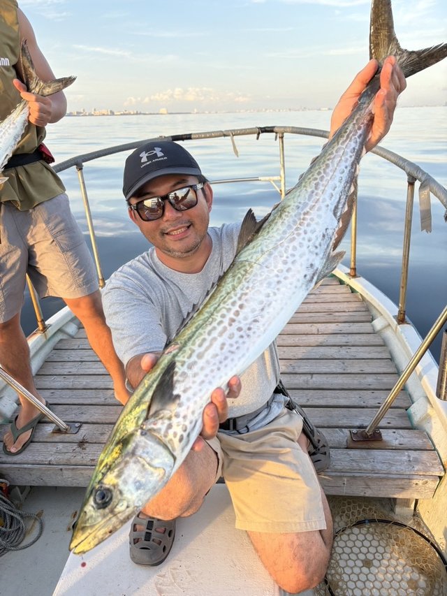 サゴシ(サワラ)