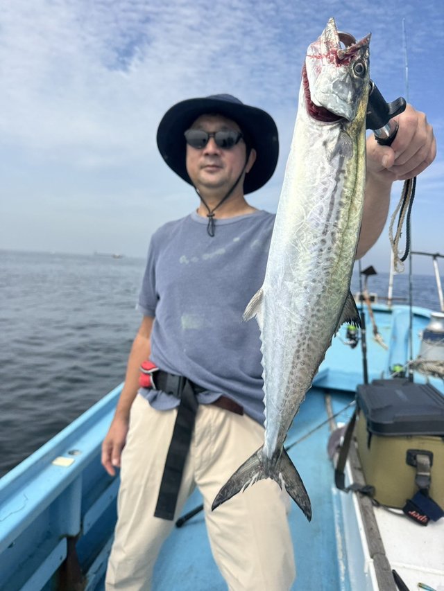 サゴシ(サワラ)