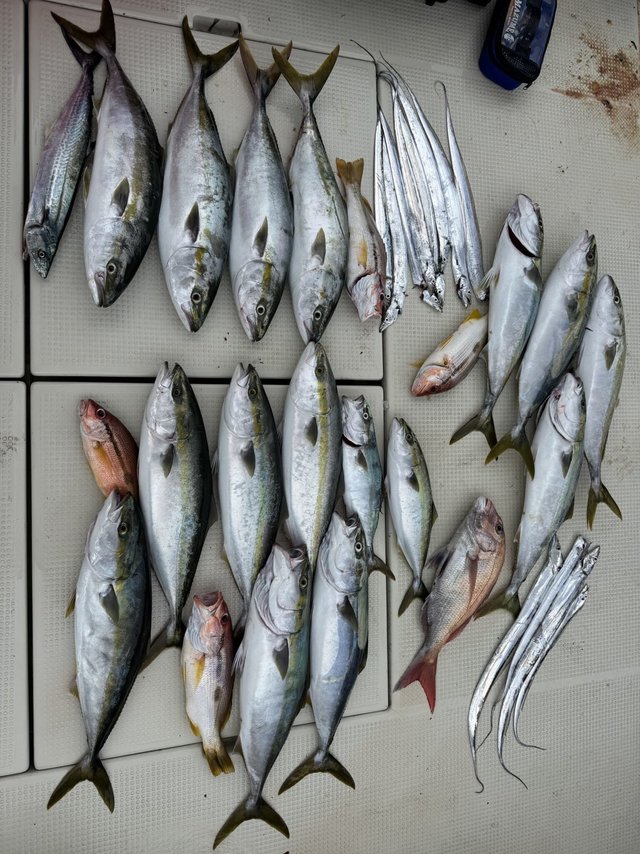 マダイ・ハマチ(ブリ)・ヨコスジフエダイ・タチウオ