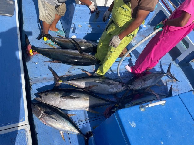 キハダ・カツオ