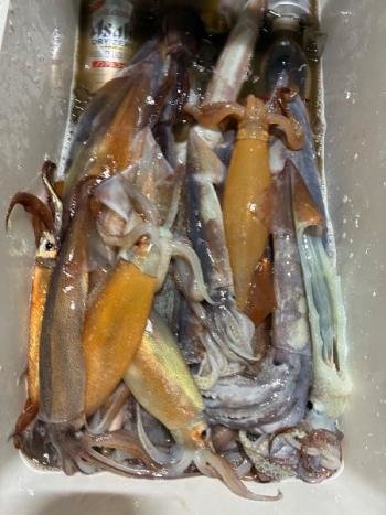 スルメイカ・マイカ(ケンサキイカ)