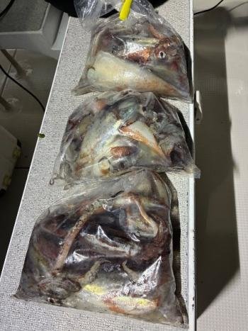 スルメイカ・マイカ(ケンサキイカ)