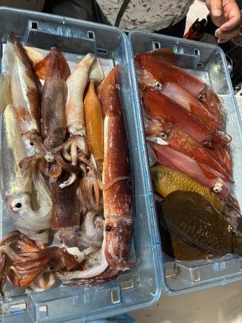 アオリイカ・スルメイカ・マイカ(ケンサキイカ)