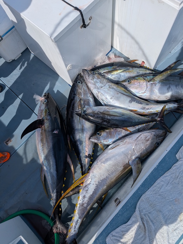 キハダマグロ(キハダ)