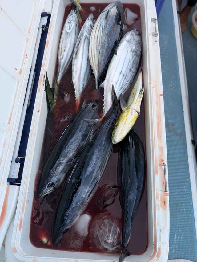 ホンガツオ(カツオ)