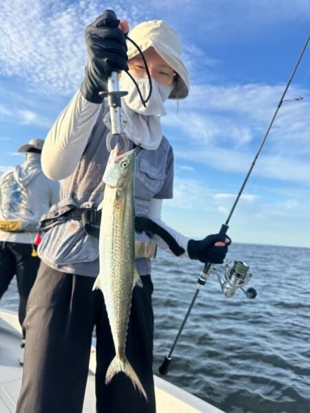 サゴシ(サワラ)