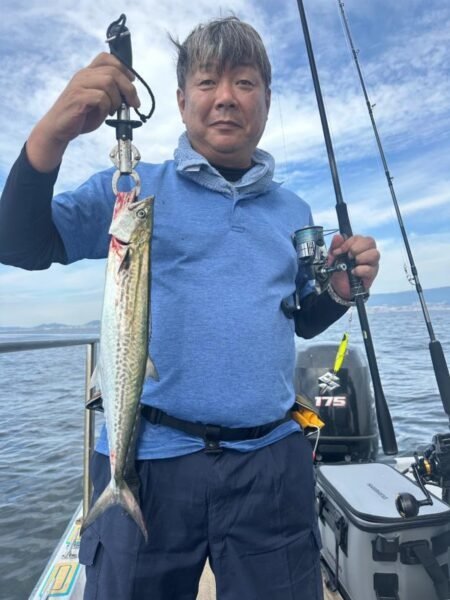 サゴシ(サワラ)