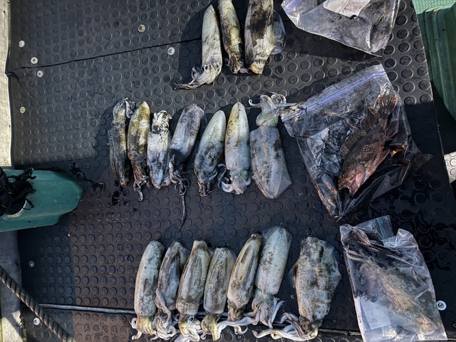 アオリイカ・コウイカ