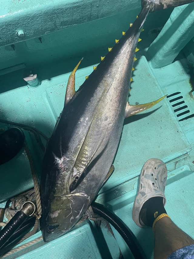 キハダマグロ(キハダ)