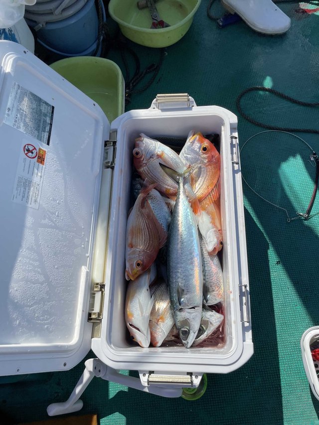 レンコダイ(キダイ)・サバ(ゴマサバ)