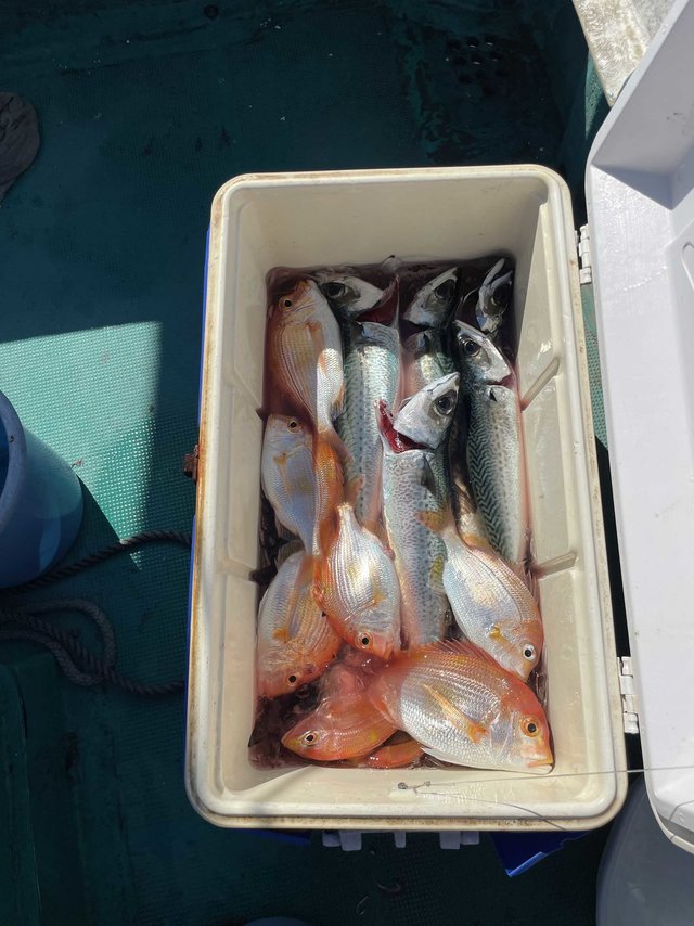 レンコダイ(キダイ)・サバ(ゴマサバ)