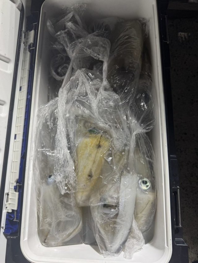 アオリイカ・シロイカ(ケンサキイカ)