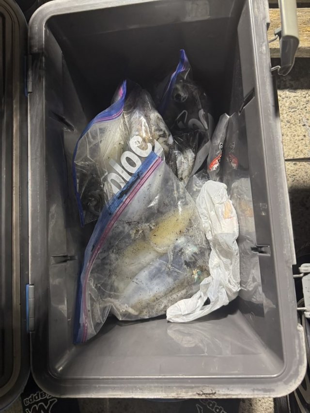 アオリイカ・シロイカ(ケンサキイカ)