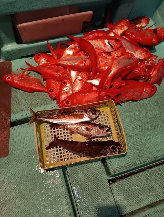 アジ(マアジ)・クロムツ・キンメ(キンメダイ)