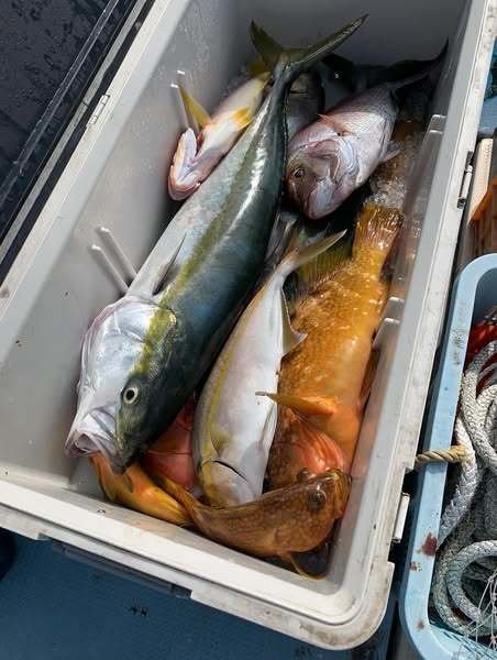 マダイ・キジハタ・ヒラマサ・カンパチ・ヨコスジフエダイ