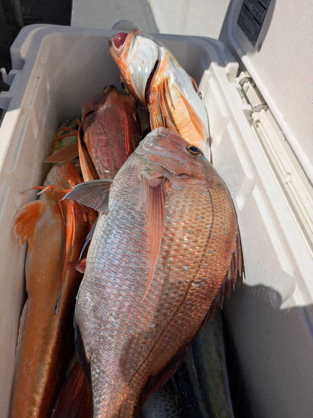 マダイ・ホウボウ