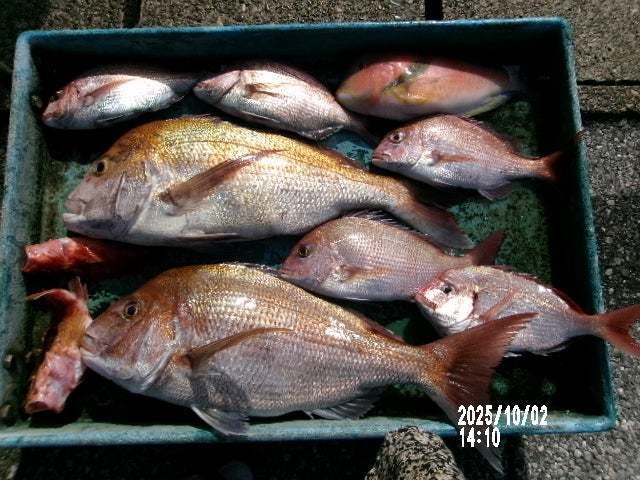 マダイ・ハナダイ(チダイ)