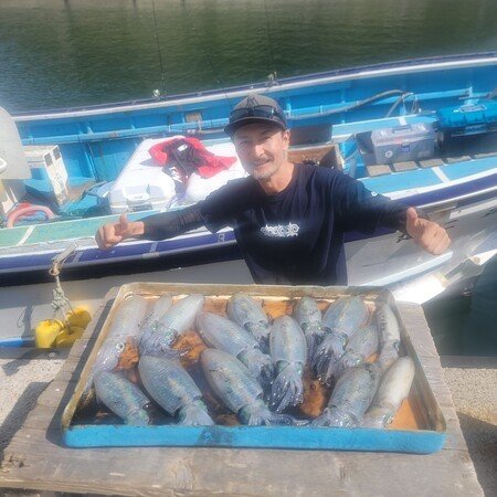 アオリ(アオリイカ)