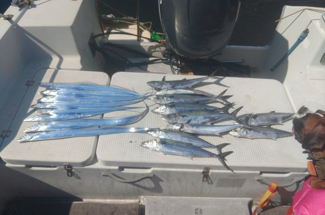 サゴシ(サワラ)・タチウオ