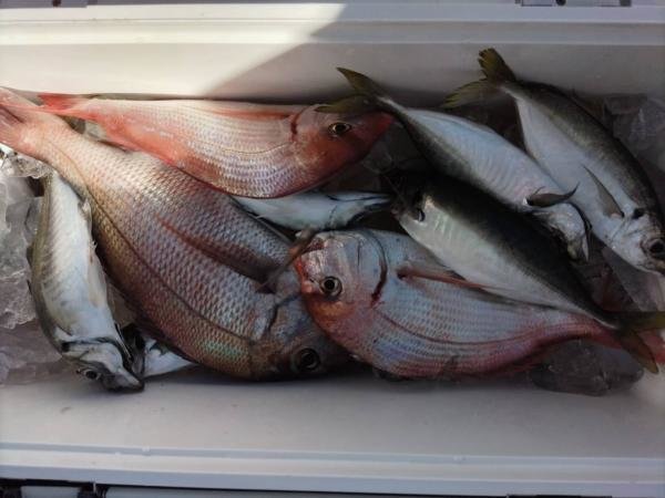 マダイ・アジ(マアジ)