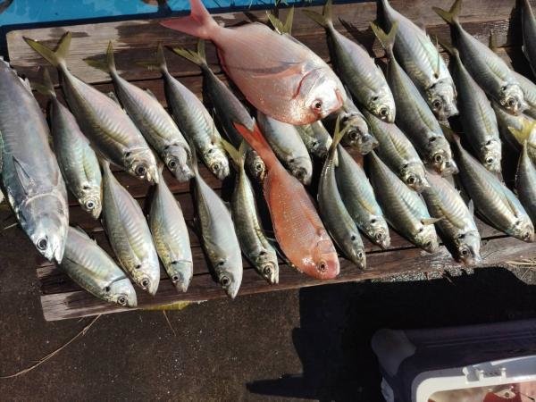 マダイ・アジ(マアジ)・ヒラソウダ