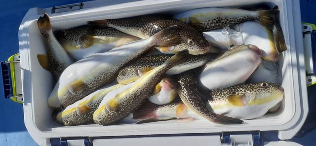 ショウサイフグ