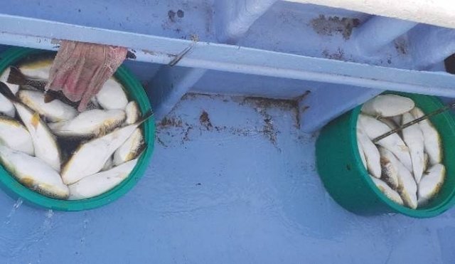 ショウサイフグ