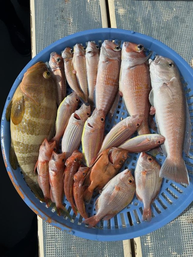 キジハタ・アマダイ(アカアマダイ)・シロアマダイ・イトヨリダイ