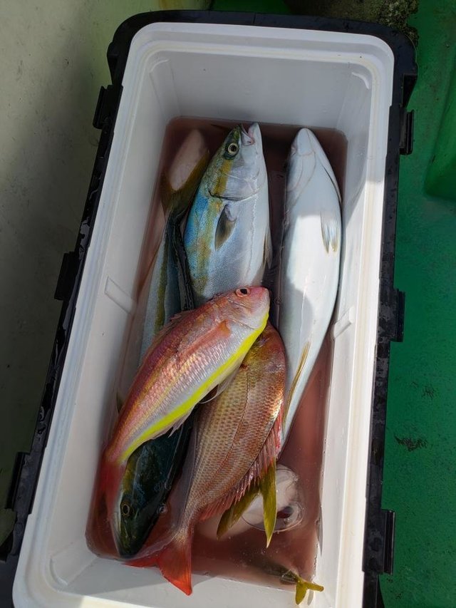 イナダ(ブリ)・イトヨリダイ