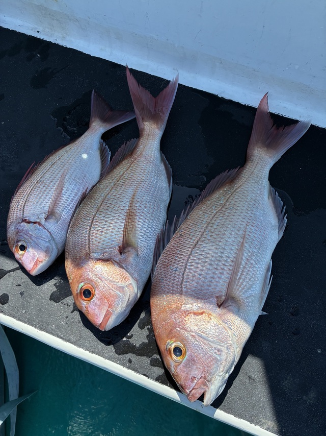 マダイ・チダイ