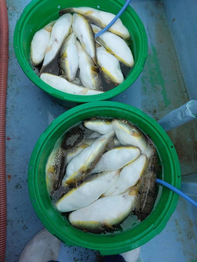 ショウサイフグ