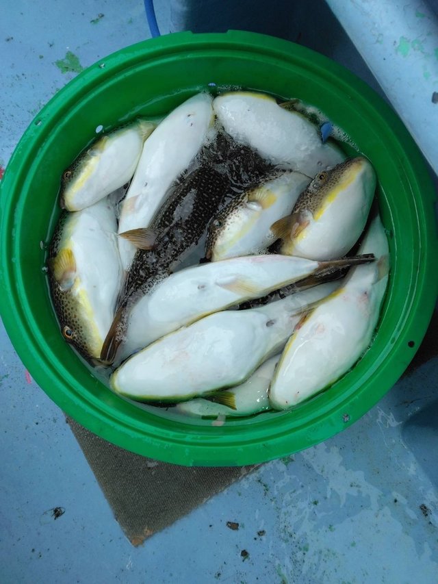 ショウサイフグ