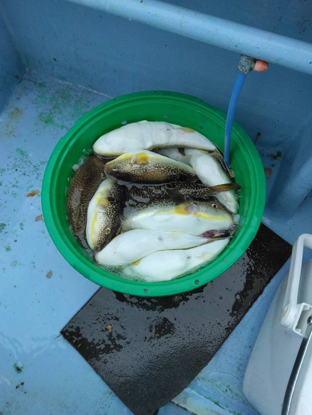 ショウサイフグ