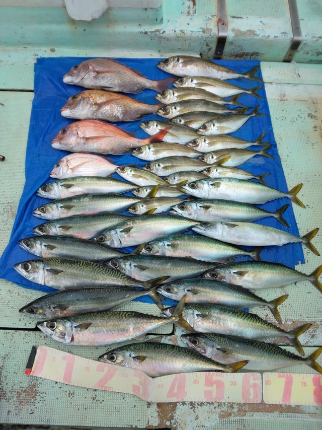 マダイ・チダイ・マアジ・マサバ