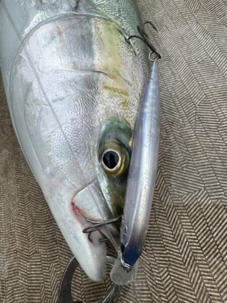 サゴシ(サワラ)