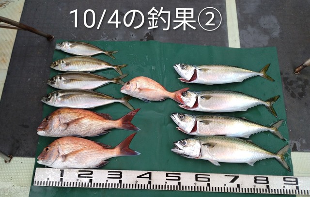 マダイ・マアジ・マサバ