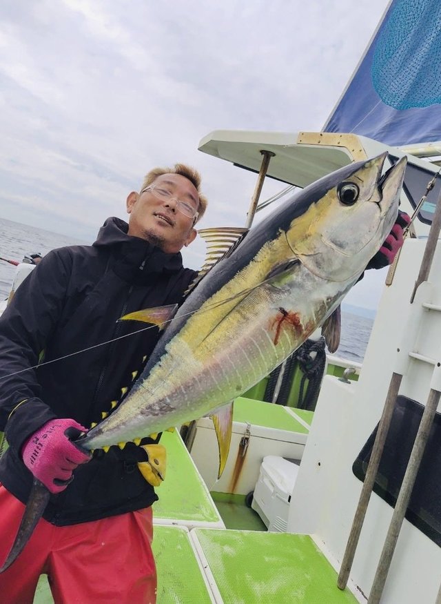 キメジ(キハダ)