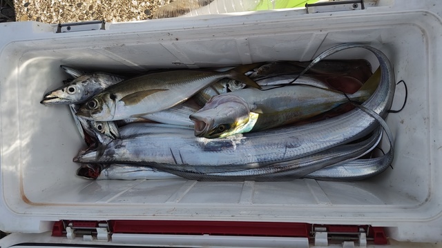 アジ(マアジ)・タチウオ