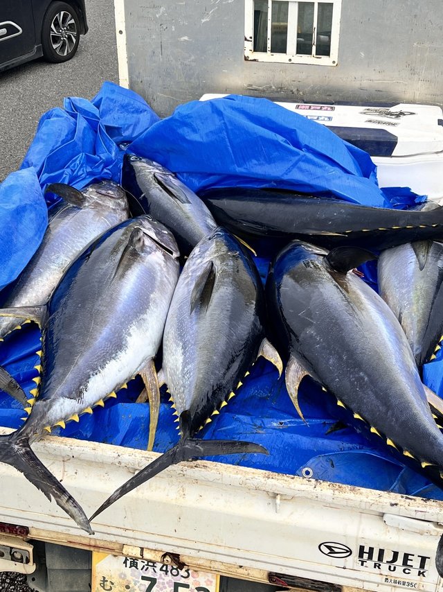 マグロ(キハダ)