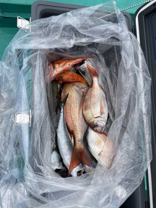 マダイ・レンコダイ(キダイ)・ガシラ(カサゴ)・サバ(ゴマサバ)