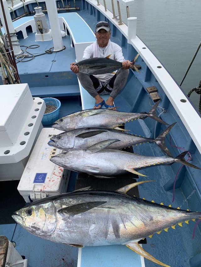 キハダマグロ(キハダ)