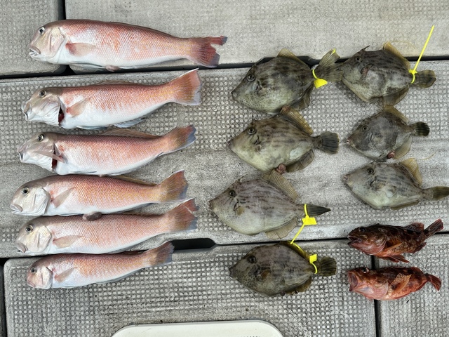 シロアマダイ・ガシラ(カサゴ)・カワハギ