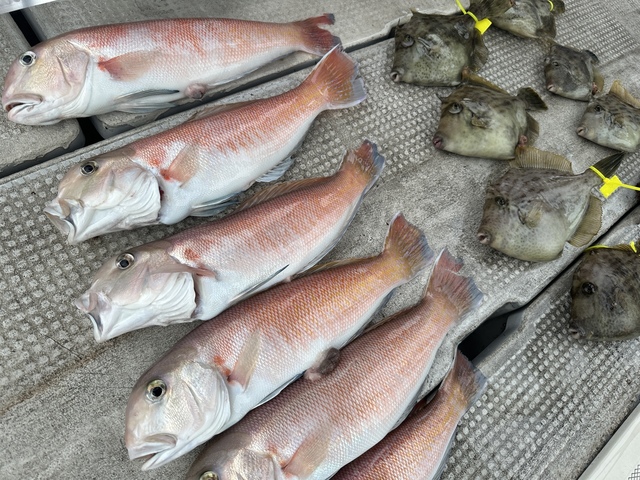 シロアマダイ・カワハギ