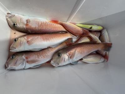 アマダイ(アカアマダイ)