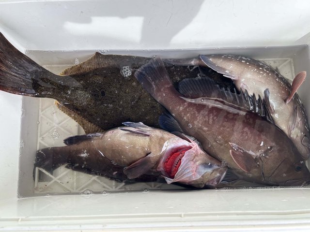 マハタ・ヒラメ