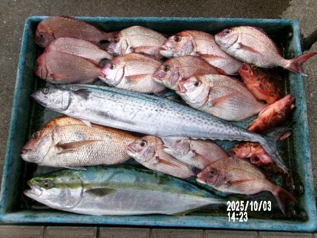 マダイ・ハナダイ(チダイ)・ワラサ(ブリ)・サワラ